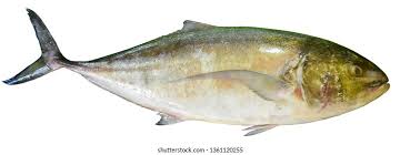 Image result for Caranx bartholomaei