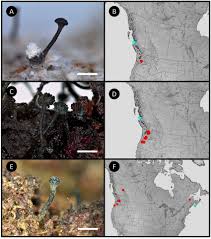 Attēlu rezultāti vaicājumam “Lecanactis abietina”