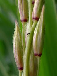 Attēlu rezultāti vaicājumam “Zea mays female flower”