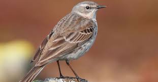 Image result for Anthus spinoletta