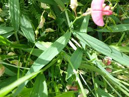 Attēlu rezultāti vaicājumam “Lathyrus sylvestris leaf”