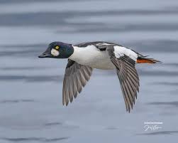 Attēlu rezultāti vaicājumam “Bucephala clangula”