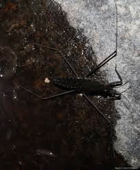 Attēlu rezultāti vaicājumam “Gerridae”