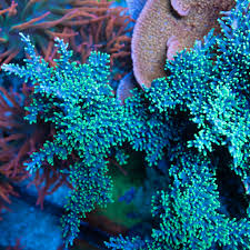 Image result for Sapphire Acro