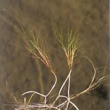Attēlu rezultāti vaicājumam “Stuckenia filiformis flower”