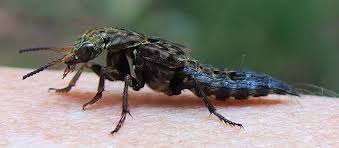 Billedresultat for rovbille