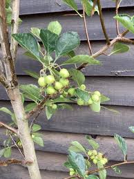 Attēlu rezultāti vaicājumam “Crataegus persimilis fruit”