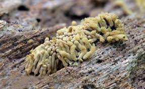 Attēlu rezultāti vaicājumam “Arcyria, Heterotrichia sp.”