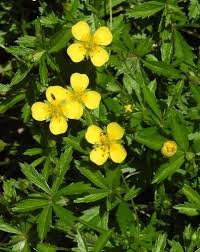 Attēlu rezultāti vaicājumam “Potentilla reptans”