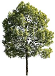 Attēlu rezultāti vaicājumam “Fraxinus excelsior leaf”