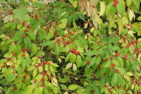 Attēlu rezultāti vaicājumam “Lonicera xylosteum fruit”