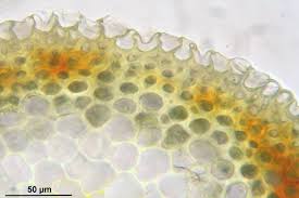 Attēlu rezultāti vaicājumam “Calliergonella lindbergii”