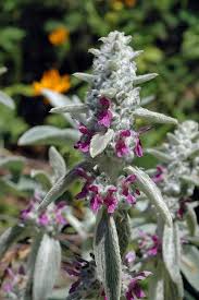 Attēlu rezultāti vaicājumam “Stachys officinalis bud”