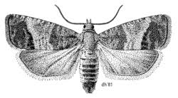 Attēlu rezultāti vaicājumam “Cydia pomonella”