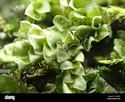 Attēlu rezultāti vaicājumam “Porella platyphylla”