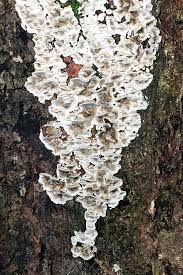 Attēlu rezultāti vaicājumam “Bjerkandera adusta”