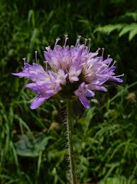 Image result for Knautia dipsacifolia