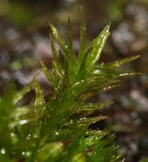 Attēlu rezultāti vaicājumam “Orthotrichum lyellii”