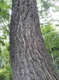 Attēlu rezultāti vaicājumam “Juglans nigra”