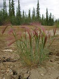Attēlu rezultāti vaicājumam “Hordeum jubatum”