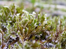 Attēlu rezultāti vaicājumam “Calliergonella lindbergii”