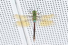 Attēlu rezultāti vaicājumam “Anax parthenope”