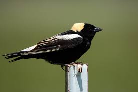 Image result for Dolichonyx oryzivorus