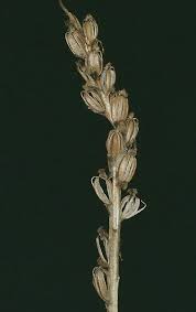 Attēlu rezultāti vaicājumam “Dactylorhiza cruenta leaf”