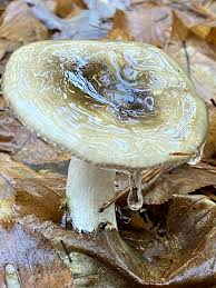 Attēlu rezultāti vaicājumam “Hygroamblystegium humile sporophyte”