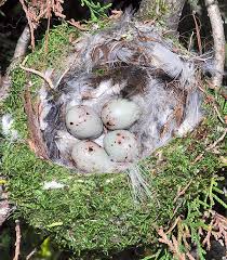 Attēlu rezultāti vaicājumam “Fringilla coelebs nest”