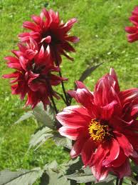 Image result for Dahlia Darkarin`
