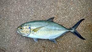 Image result for Caranx crysos