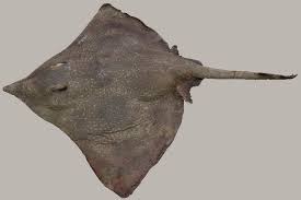 Image result for Dipturus intermedius