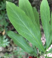 Attēlu rezultāti vaicājumam “Daphne mezereum leaf”