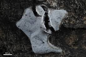 Attēlu rezultāti vaicājumam “Badhamiopsis sp.”