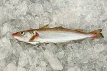 Image result for Merlangius merlangus