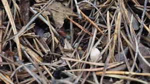 Attēlu rezultāti vaicājumam “Caprimulgus europaeus eggs”