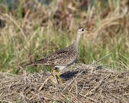 Image result for Bartramia longicauda