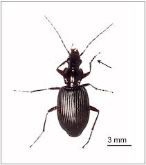 Attēlu rezultāti vaicājumam “Meloe sp. imago”