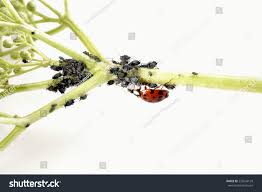 Attēlu rezultāti vaicājumam “Sternorrhyncha”