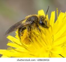 Attēlu rezultāti vaicājumam “Arctophila superbiens”