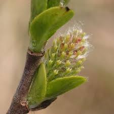 Attēlu rezultāti vaicājumam “Salix myrsinifolia male flower”