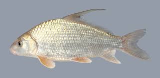 Image result for Carpiodes cyprinus