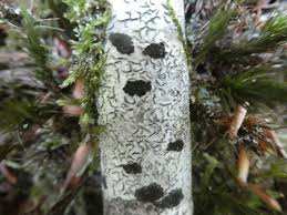 Attēlu rezultāti vaicājumam “Graphis scripta”