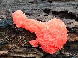 Attēlu rezultāti vaicājumam “Tubifera ferruginosa subsp. acutissima macro”