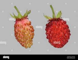 Attēlu rezultāti vaicājumam “Fragaria vesca fruit”