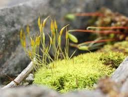 Attēlu rezultāti vaicājumam “Barbula”