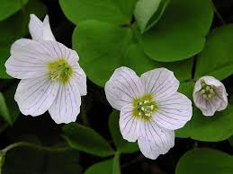 Attēlu rezultāti vaicājumam “Oxalis acetosella”