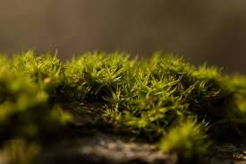 Attēlu rezultāti vaicājumam “Orthotrichum pumilum”