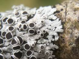 Attēlu rezultāti vaicājumam “Physcia aipolia”